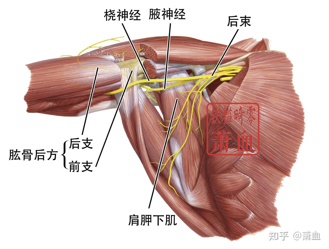 周围神经|腋神经 - 知乎