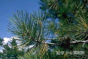 铲屎官们,你知道哪些植物对猫是安全的吗? - 知乎