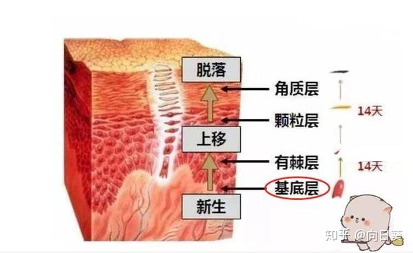皮肤的基本结构！（皮肤知识讲解一） - 知乎