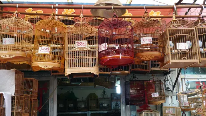 福州鳌峰花鸟市场图片