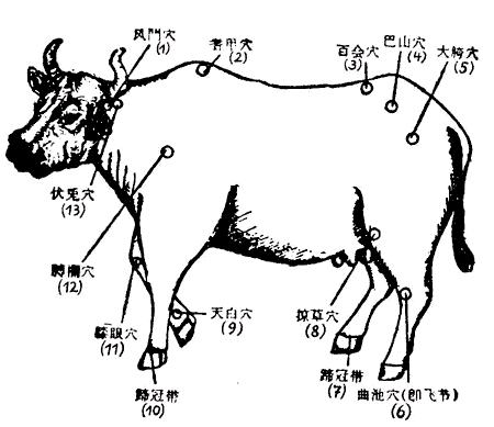 牛针灸部位图高清图片