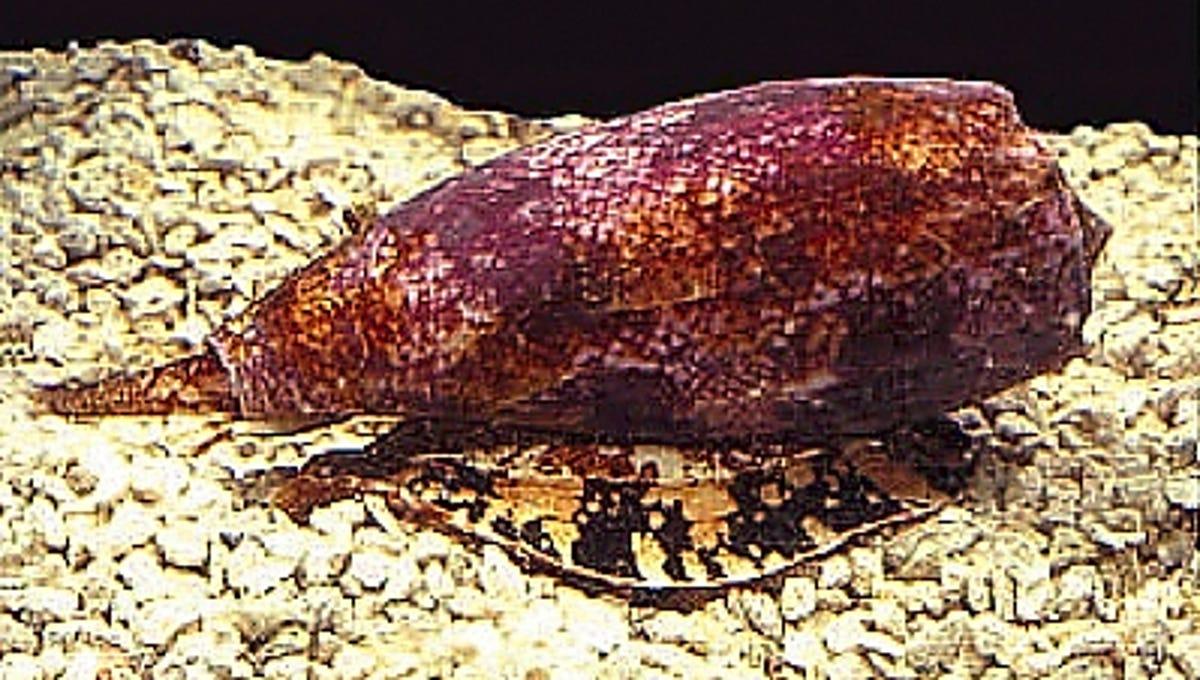 海南有种鸡心螺,一滴毒液可杀20人,真的抽不完一支烟人就没了?