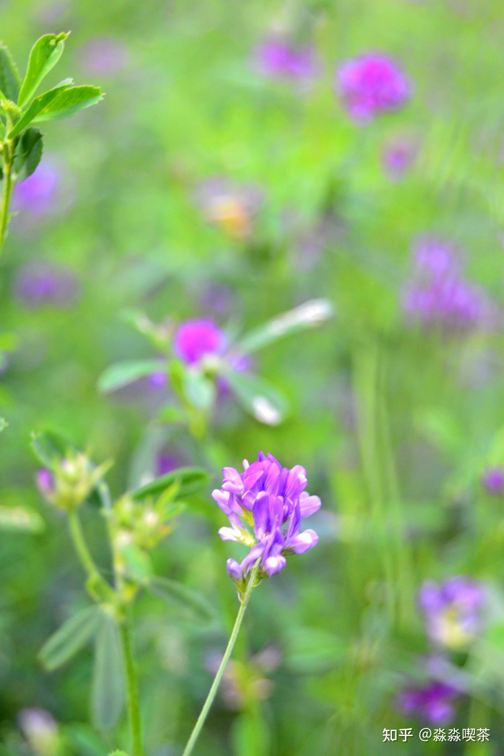 【紫色美丽－野苜蓿摄影图片】山西平陆生态摄影_天地在我心_太平洋电脑网摄影部落