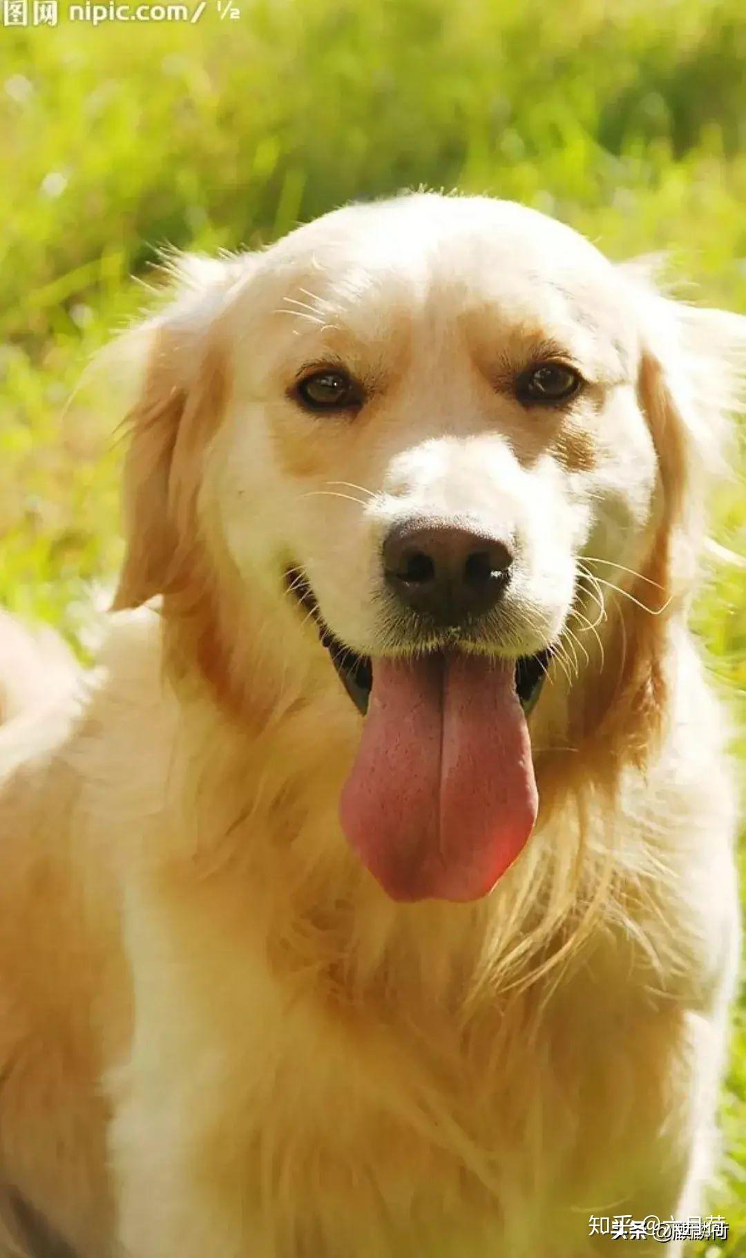 侠肝义胆的护家犬