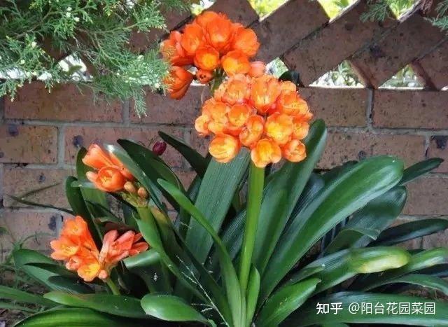 8种“富贵花”自带好运,花大优美,能养几十年,能值很多钱(富贵花都有哪些)