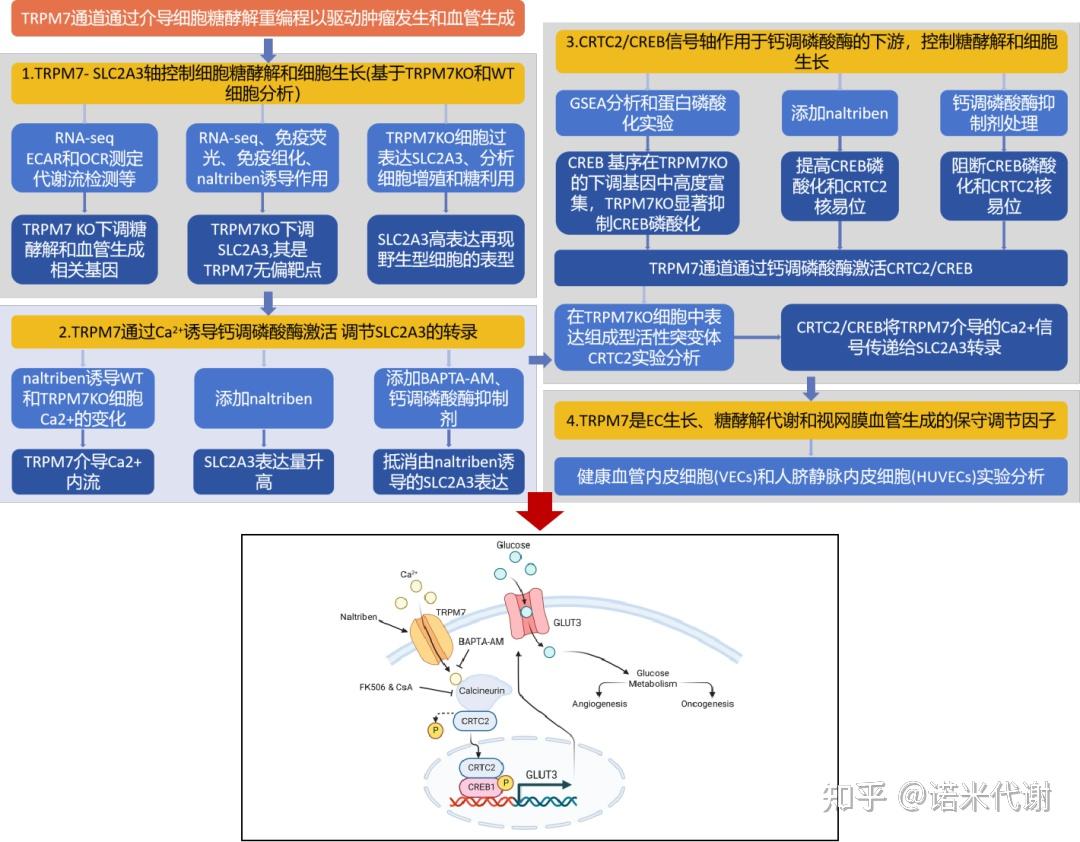 代謝流高分秘籍疾病機制研究最新成果