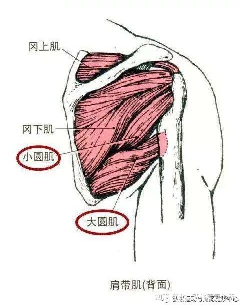 運動解剖肩關節肌肉之肩袖肌群岡上肌岡下肌肩胛下肌小圓肌的部位功能