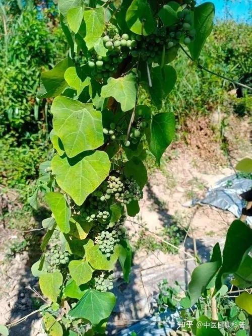 农村祛风草药图片