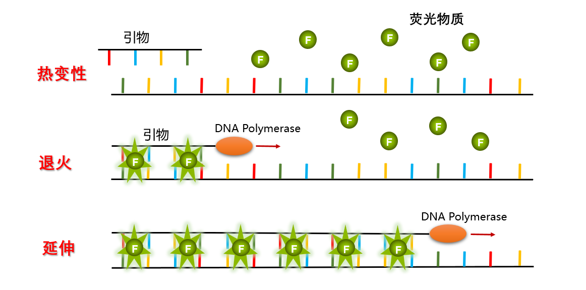 荧光定量pcr—荧光篇 - 知乎