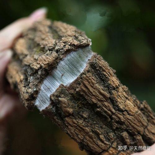 浅谈杜仲历史,了解更多用途 - 知乎