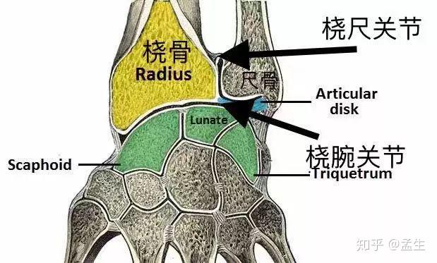 手腕后伸可以达到90度,手腕的屈或伸活动主要是依靠我们的桡腕关节