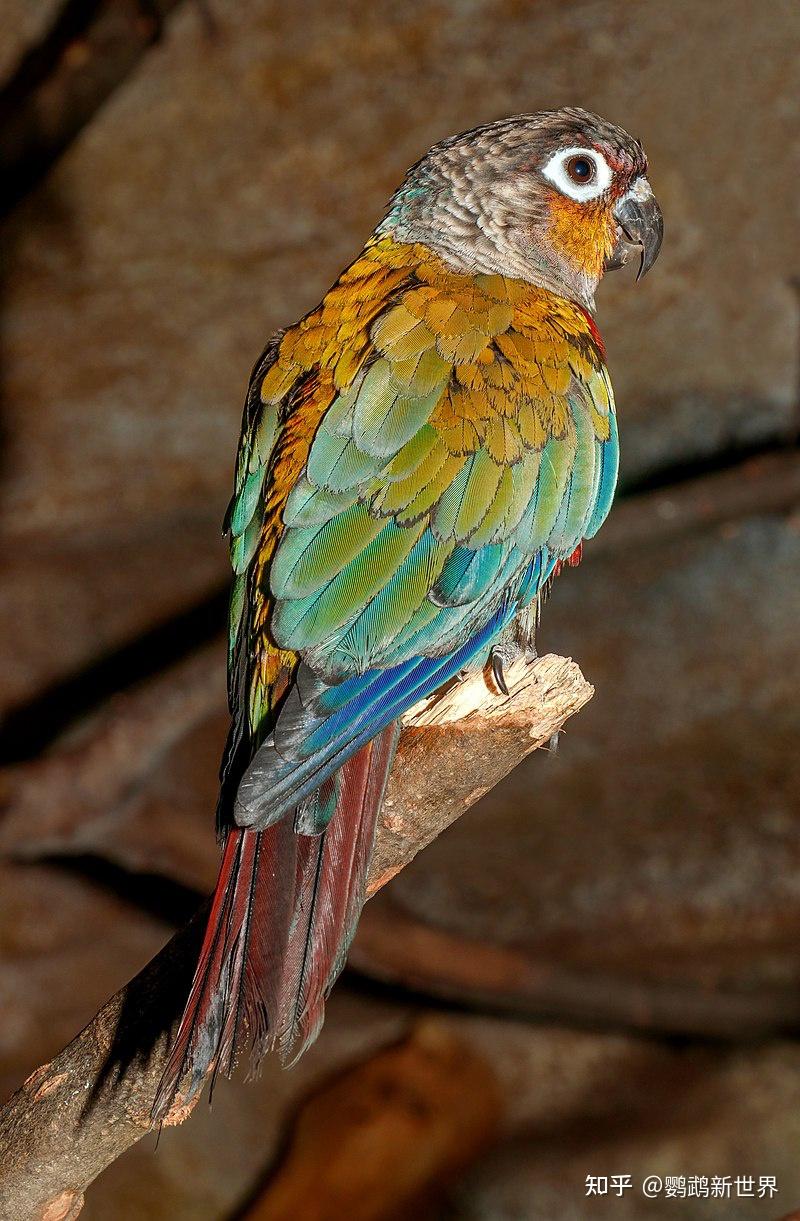 珍珠锥尾鹦鹉图片