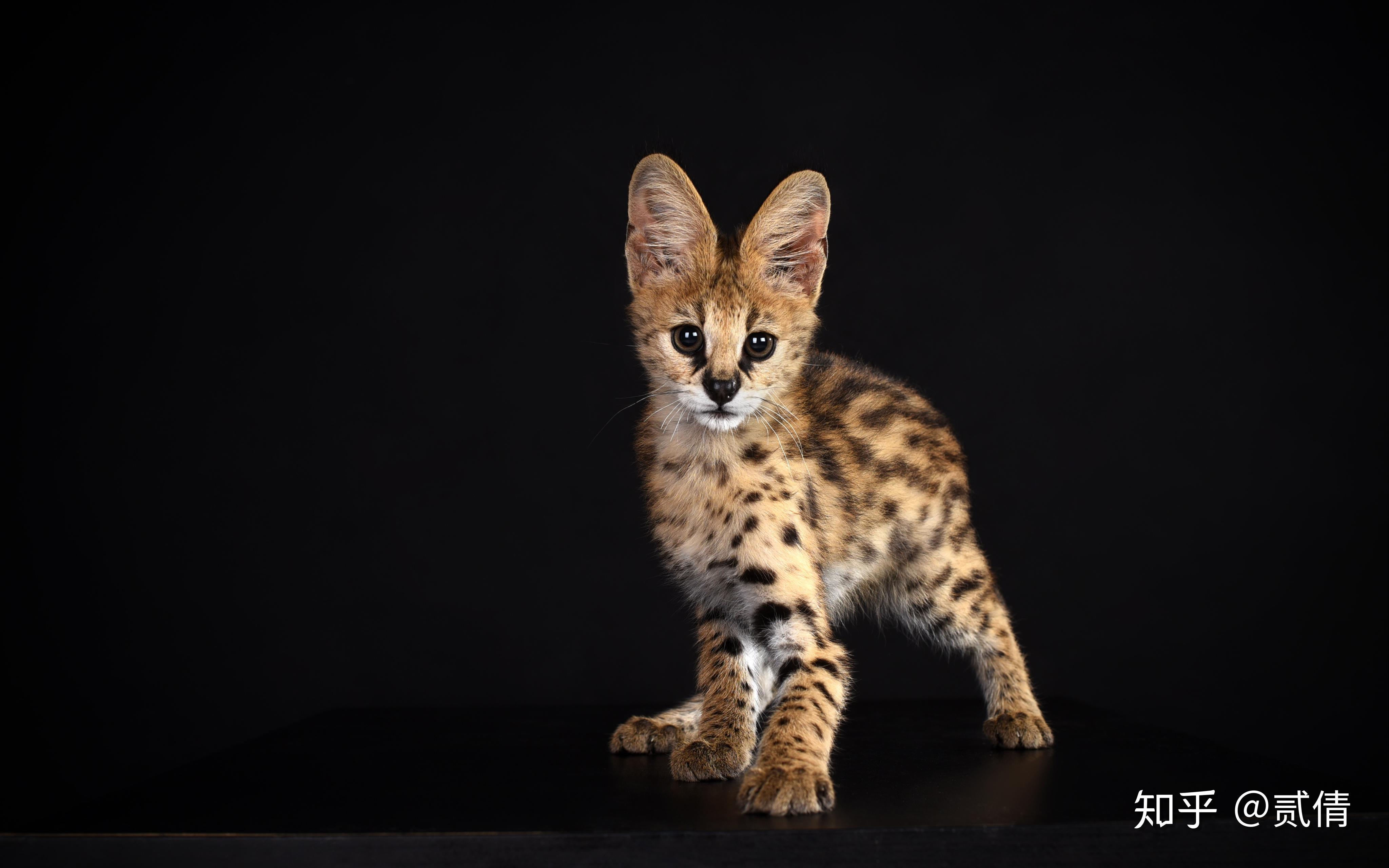 每天带你了解一种猫——薮猫