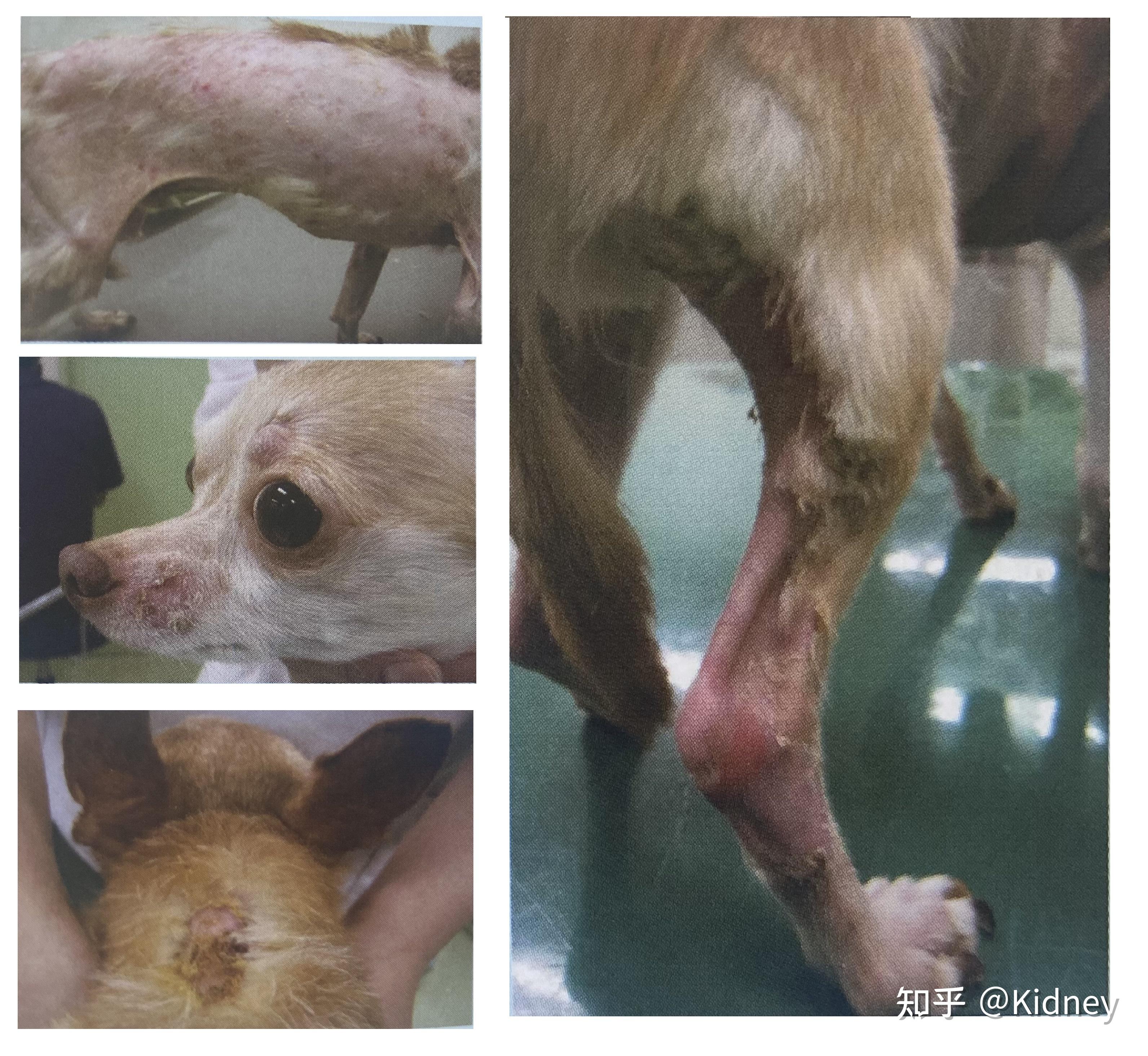 管窥皮肤病学彻底搞懂犬猫天疱疮