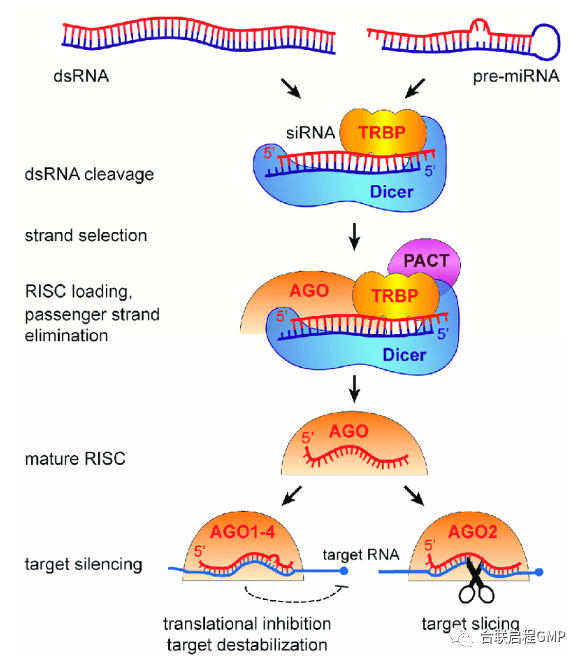 RNA干扰(RNA interference，RNAi) - 知乎