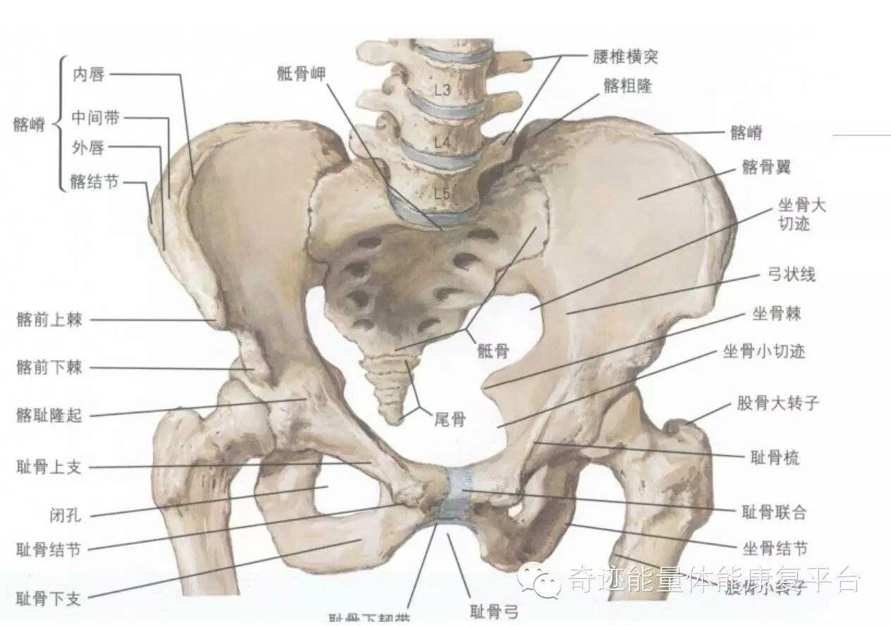 耻骨的位置 耻骨是哪个部位图解 耻骨是什么位置啊 耻骨在哪里图片