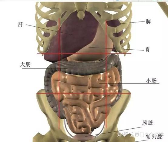 卵巢和肠子的位置图图片