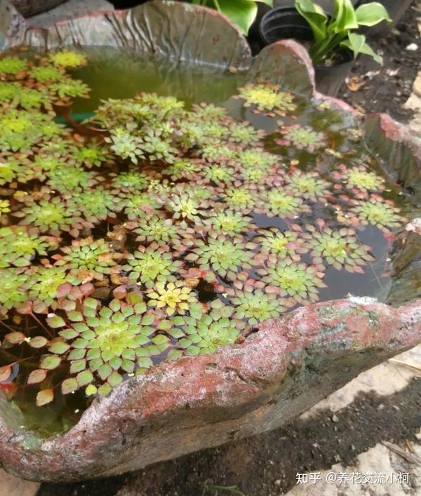 6种小众的盆栽水生植物,在阳台也能养出别致的水景观 - 知乎