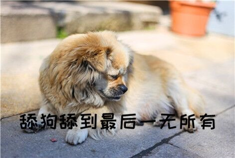 被女舔狗舔是一种怎样的体验？