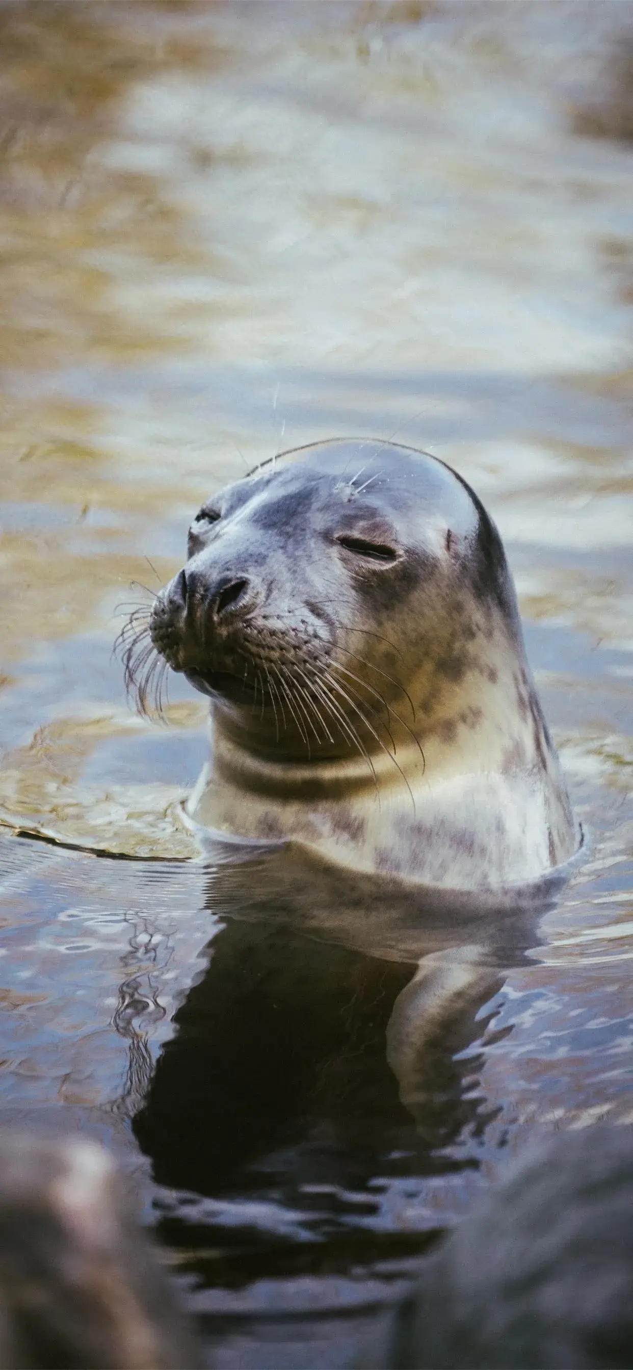 美丽的海洋生物壁纸