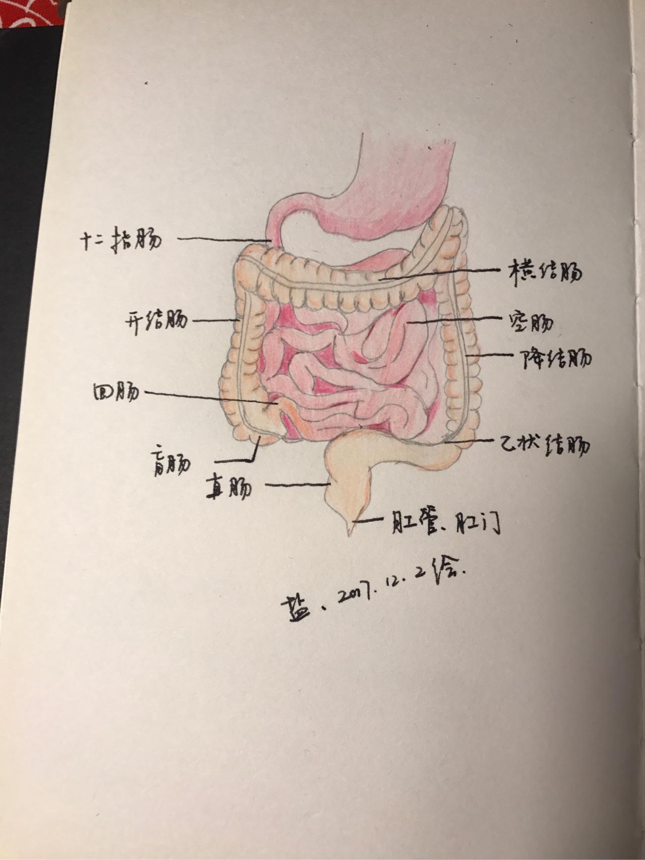 而人体的肠道上接胃下接肛门,依次是十二指肠,空肠,回肠,盲肠,结肠