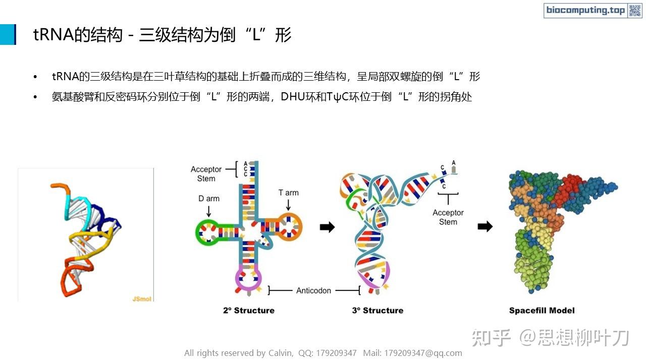AI+生物计算基础 - 4. RNA的结构与功能 - 知乎