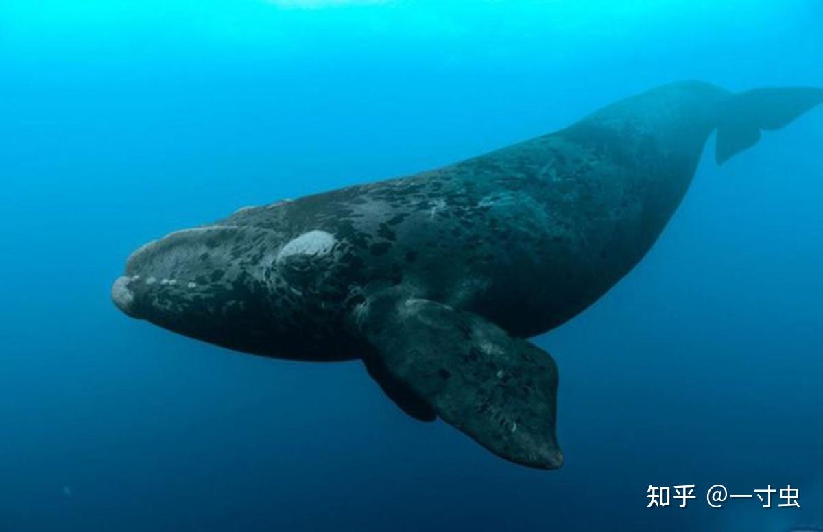 露脊鲸：海中“赖头胖和尚”，又胖又慢，因人类觊觎鲸脂险些灭绝- 知乎