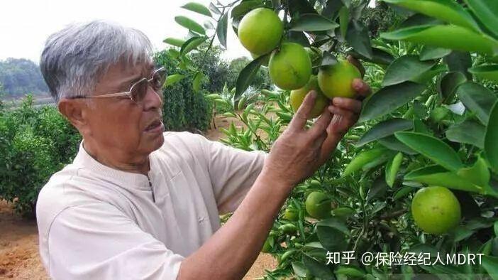 71歲鋃鐺入獄85歲身價百億褚時健的人生憑什麼逆襲