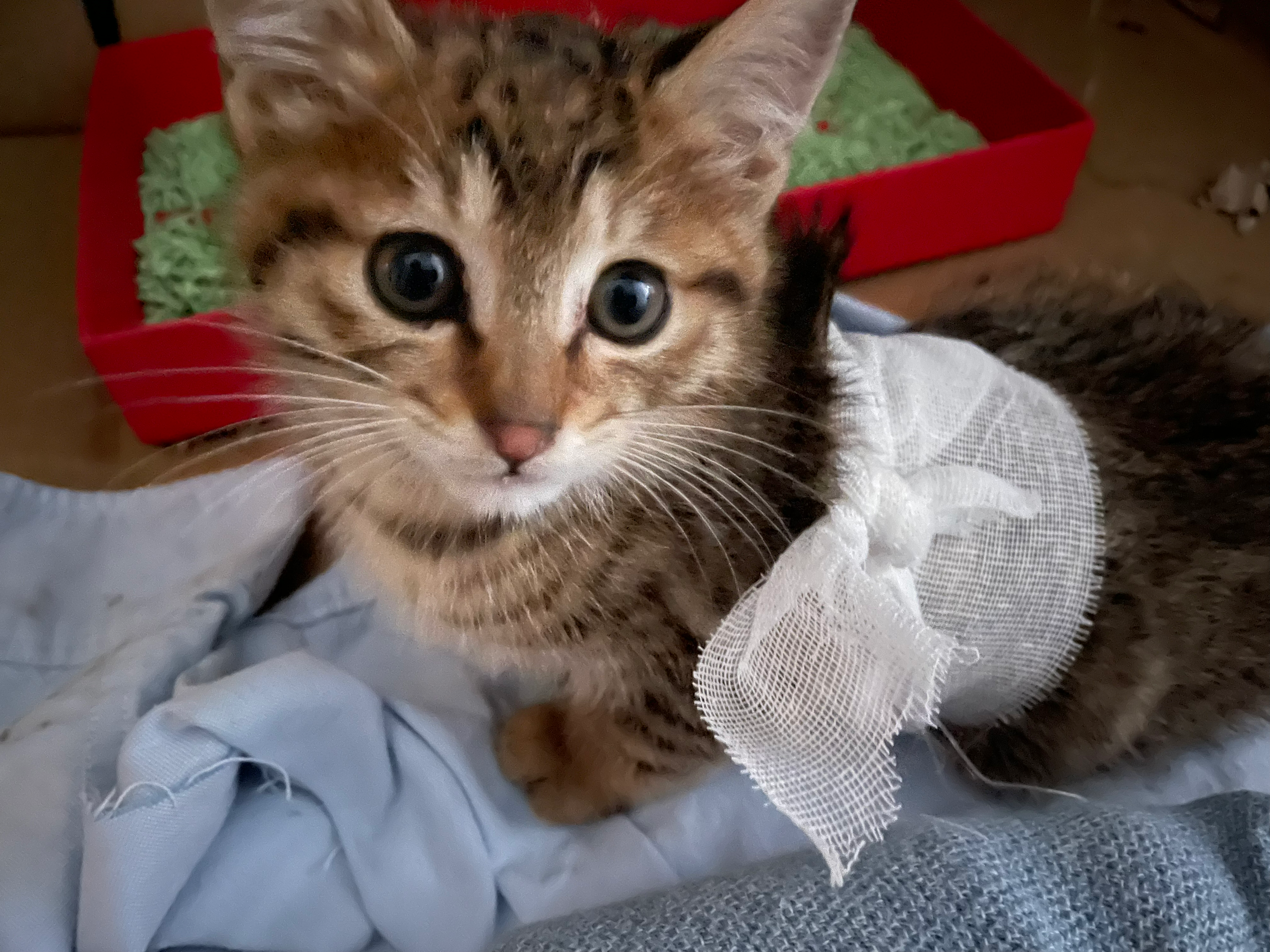 第二天流浪小猫咪一直在颤抖,这是怎么回事呢? - 知乎