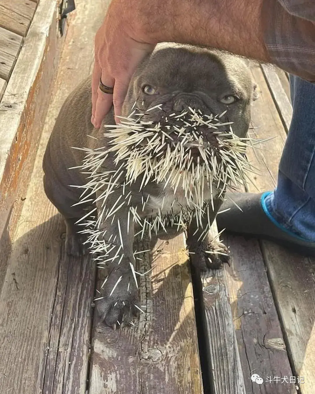 斗牛犬不知天高地厚挑衅豪猪结果被扎成刺猬隔着屏幕觉得疼