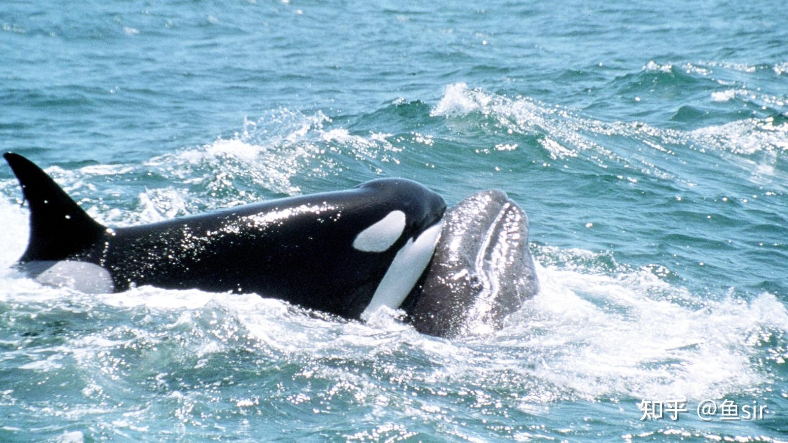 奇怪章鱼,观赏巨大的鲹鱼跳出水面,飞跃到半空中捕鱼;骑在虎鲸的背上