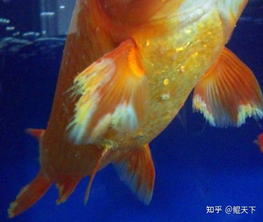 鲲天下观赏鱼疾病汇总(超长篇,建议水族爱好者收藏)