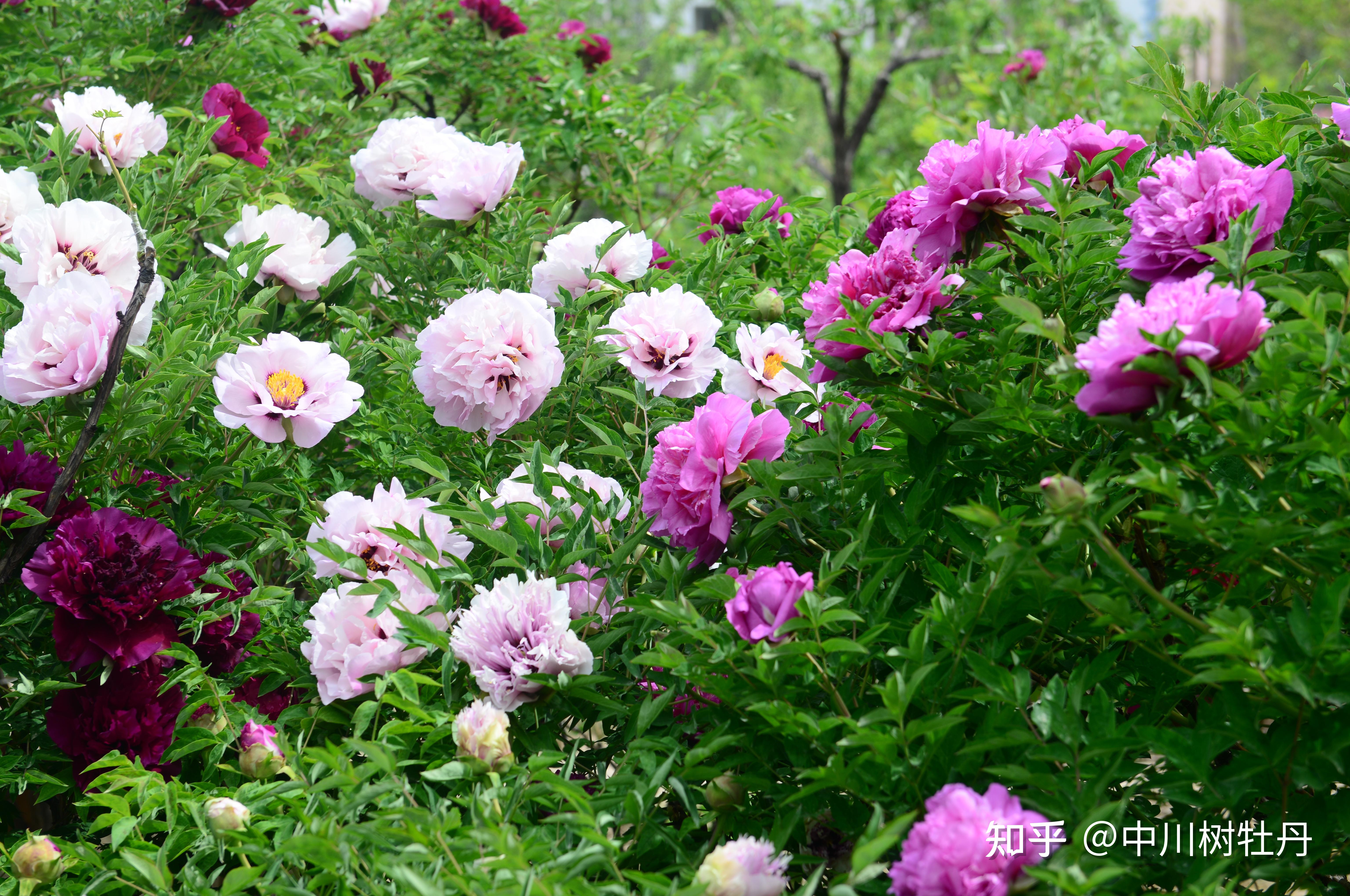 基地 今年全国牡丹开花普遍较早,中川牡丹园作为全国开花最晚的园区