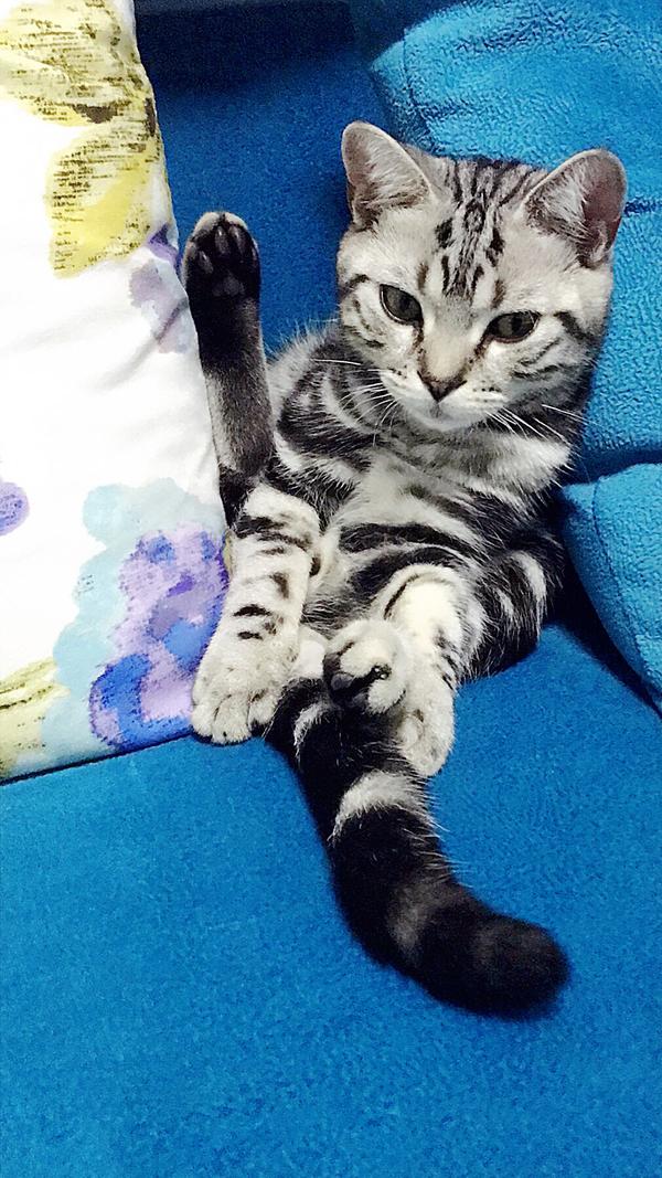 请问这只是美短吗.品相怎么样新手宠物店买猫看不来.要价2700?