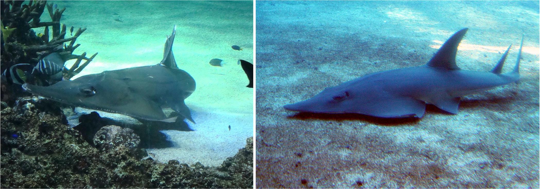 37.10.10.4. 圆犁头鳐科rhinidae