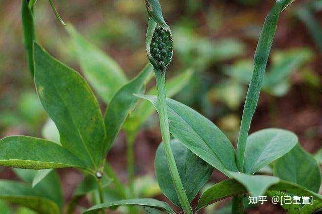 芊影蟬始鳴盛夏消煩暑養生這樣做