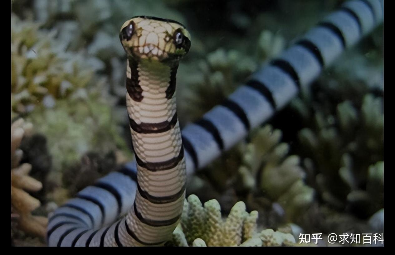 贝尔彻海蛇有多毒图片