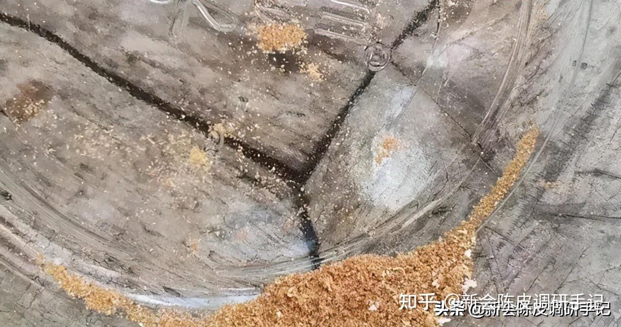 其實陳皮裡面的蟲子,就是陳皮還是新會柑的時候就帶上了的蟲卵(南方