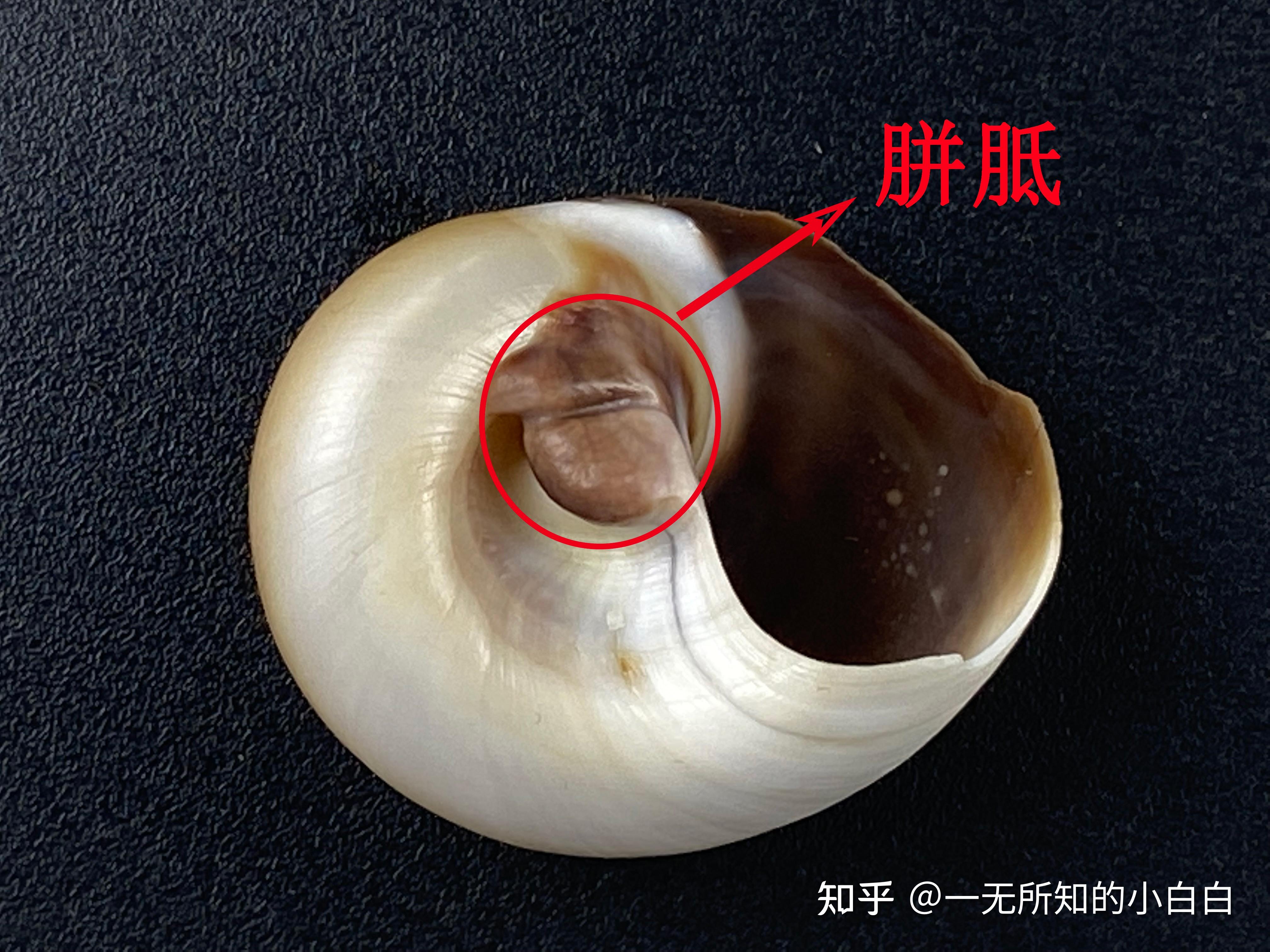 中国海洋生物 第1期 扁玉螺 Neverita didyma - 知乎