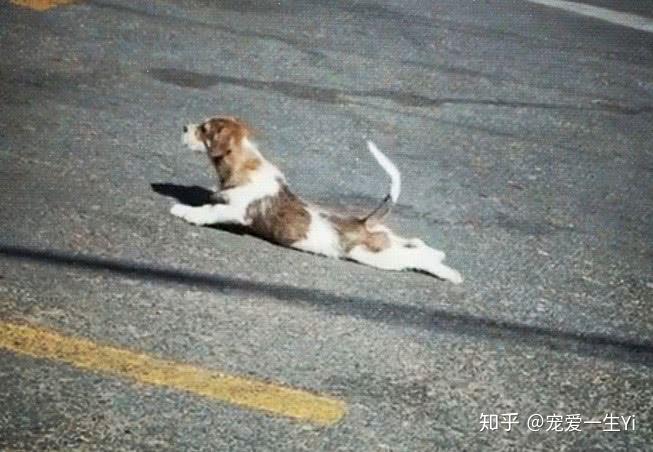 狗狗突然一条腿不会走路了