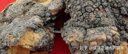 桦树茸的作用与功效 v2-4b21361d1e833ce025f889c5e5f615a7_r.jpg