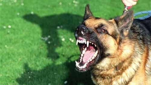 别搞笑了人类从来都不是狗的好朋友