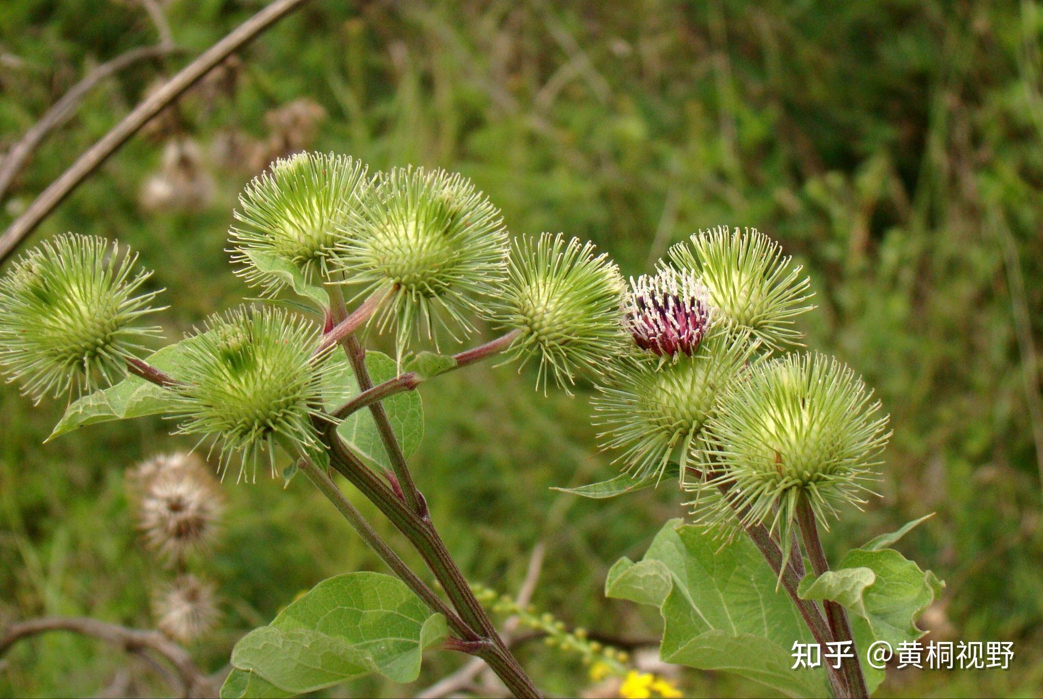 适合东北种植致富项目的植物(适合东北种植致富项目的植物品种)