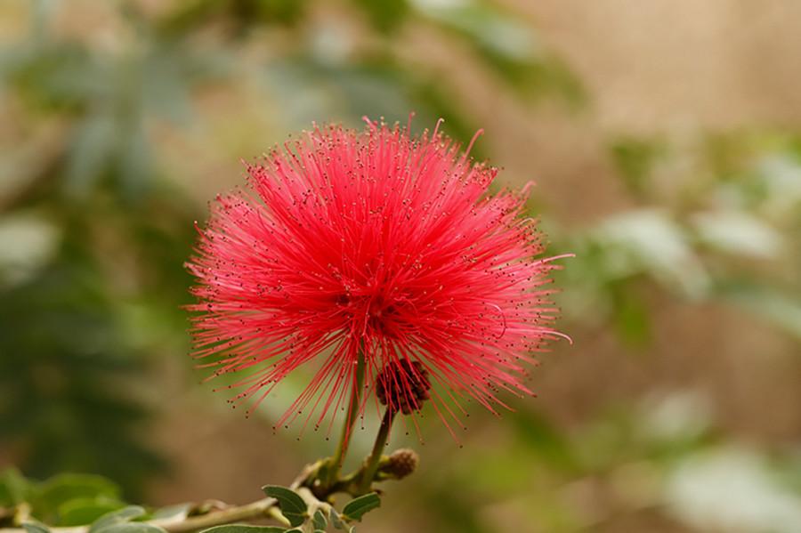 植库‖朱缨花:南美来的“红绒球”,俘获众多花友心 - 知乎