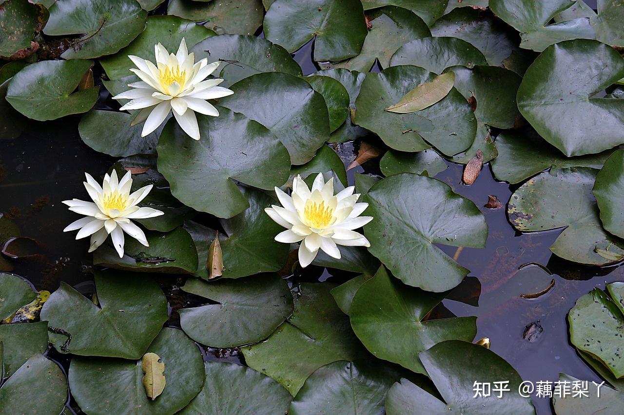 心有静气,是治愈烦乱的良方 - 知乎