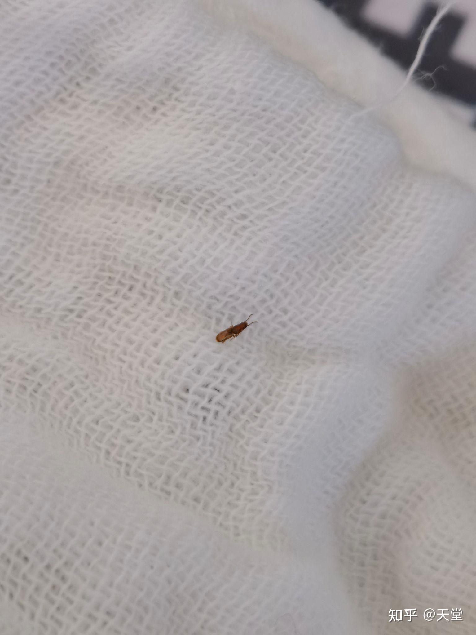 请问这是什么虫呀,晒被子的时候经常在被子上发现