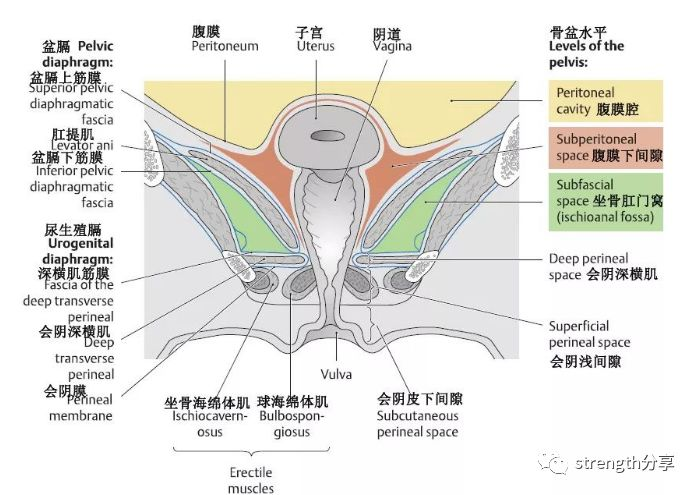 盆底肌肉是指封闭骨盆底的肌肉群