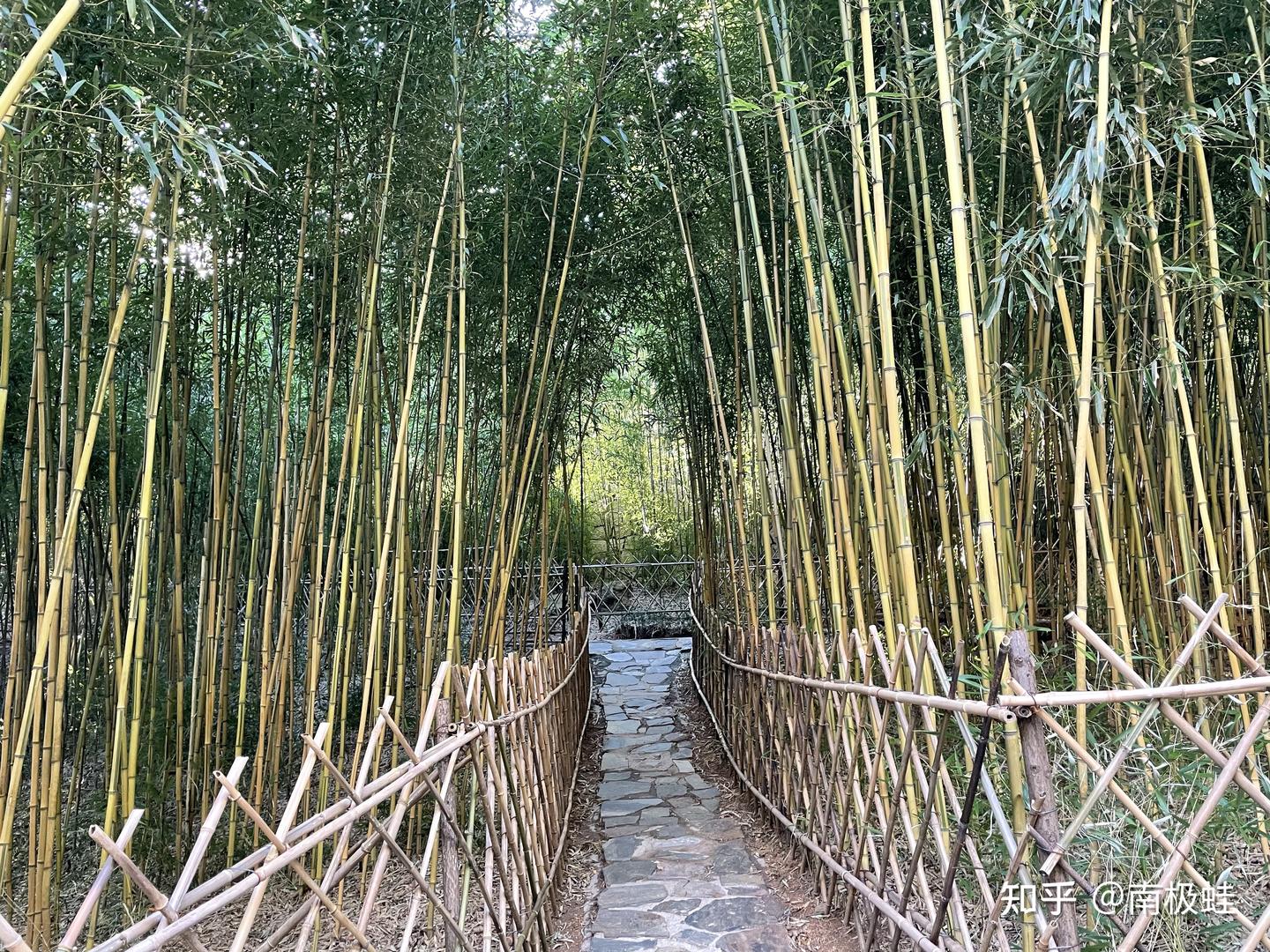 青岛一地理位置特殊的竹子庵，因一棵1600年银杏树而闻名 - 知乎