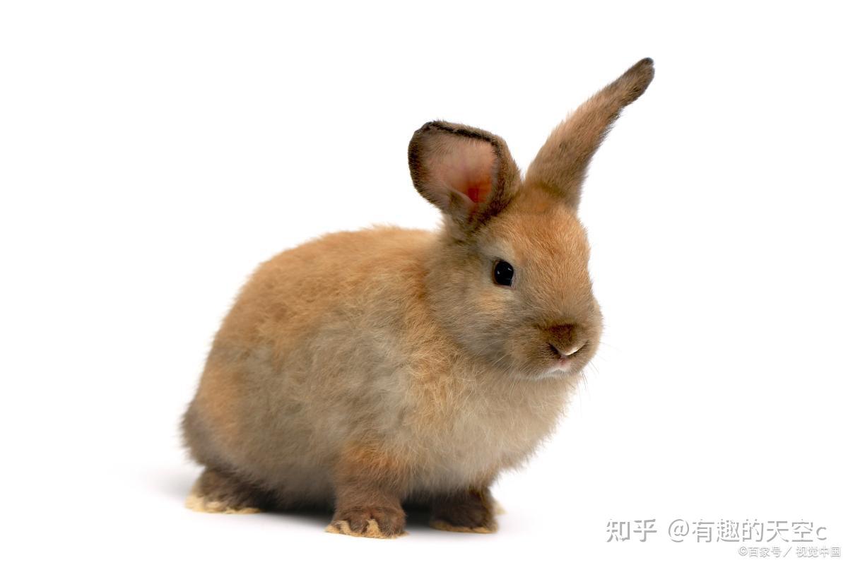 古今中外兔年话兔的描述:“蛇盘兔,必定富”;会下蛋的复活节兔 - 知乎