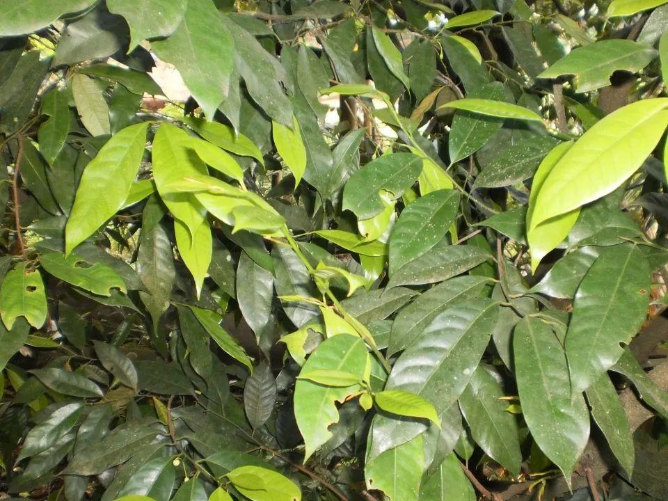 肉豆蔻myristicafragrans02houtt